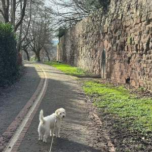 roman wall dog